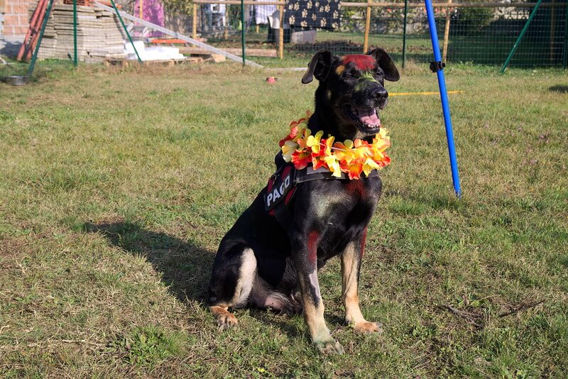 Kukur Tihar