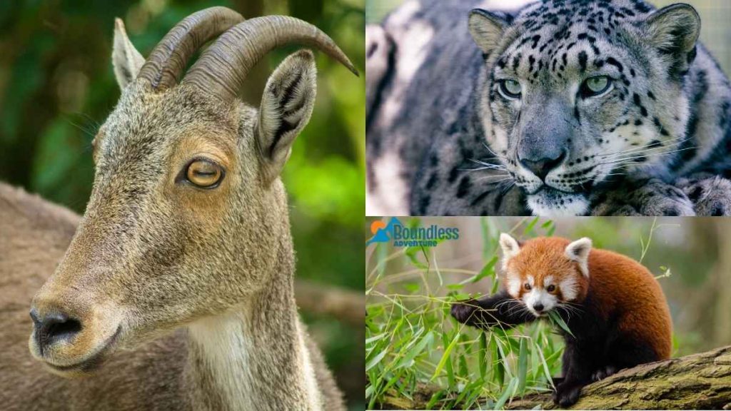 Red Panda Snow Leopard Himalayan Tahr 1024x576