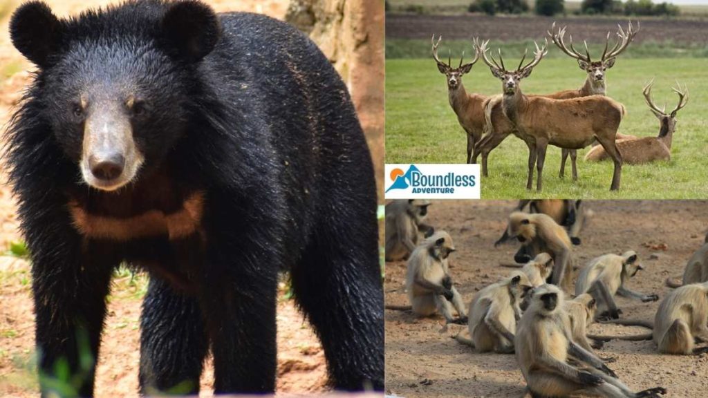 Black Bear Langur Monkeys Musk Deer 1024x576