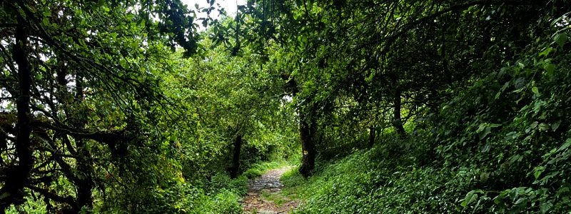 Trekking Trail