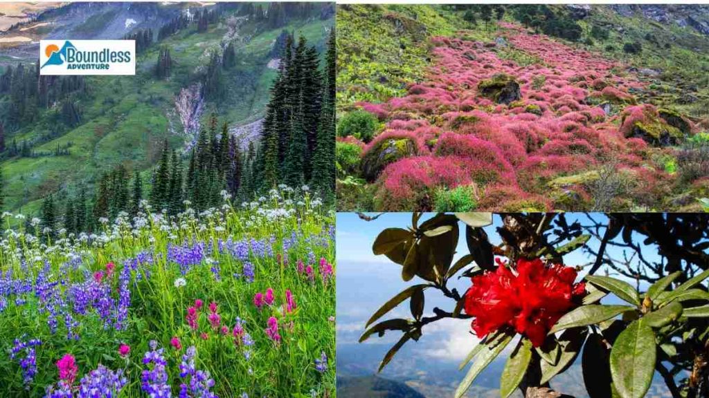 Flora Of The Park 1024x576
