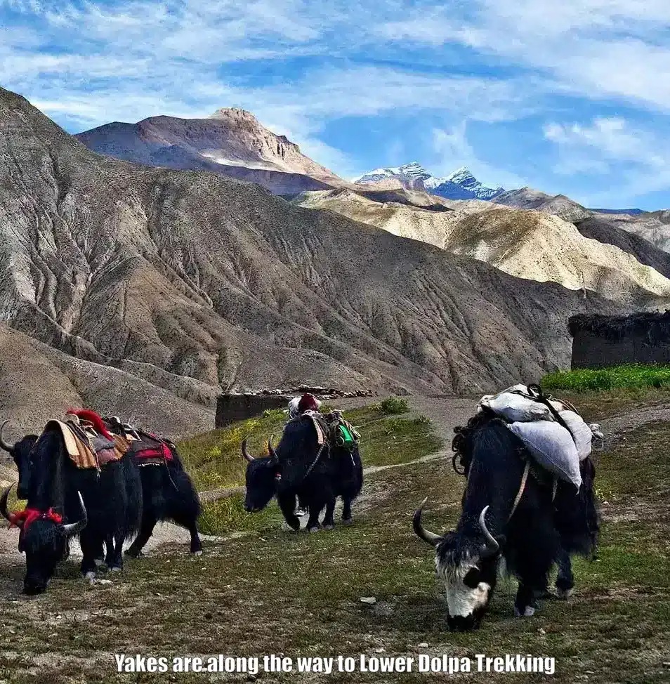 Lower Dolpo Trekking Image